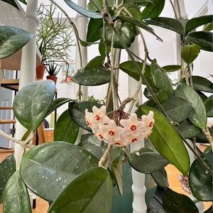 Hoya Carnosa🌺